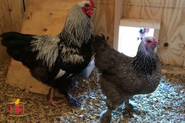 Chicken, Brahma 'Dark'