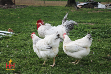 Chicken, Delaware