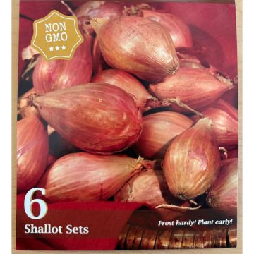 Allium, Shallot Sets
