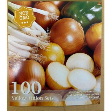 Allium, Yellow Onion Set 'Stuttgarter'