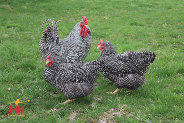 Chicken, Dominique