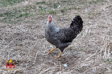 Chicken, Easter Egger