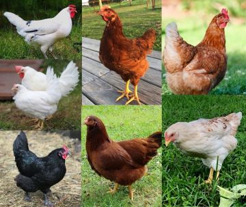 Chicken Egg Production Pack