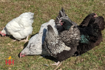 Chicken, English Orpington Assortment
