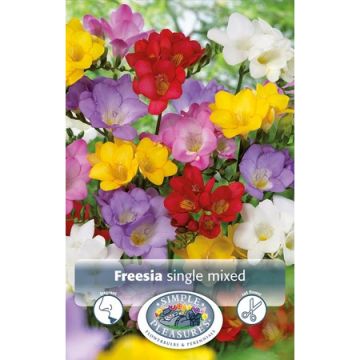 Freesia, Single