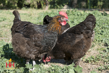 Chicken, Maran 'French Black Copper'