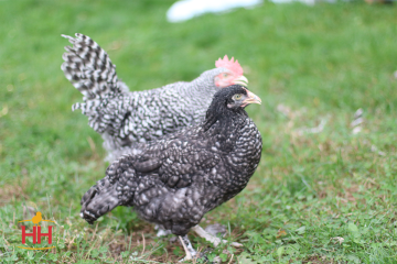 Chicken, Maran 'French Cuckoo'