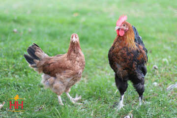 Chicken, Maran 'French Wheaten'