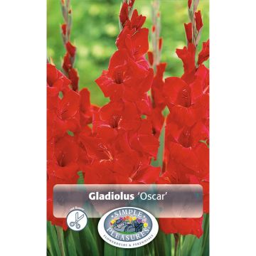 Gladiolus, Large Flowering 'Oscar'