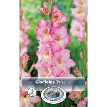 Gladiolus, Large Flowering 'Priscilla'