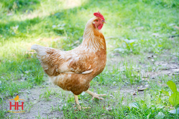 Chicken, Golden Comet