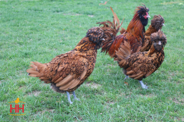 Chicken, Polish 'Golden'