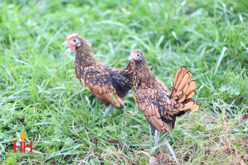 Bantam, Sebright 'Golden' (min order 20)