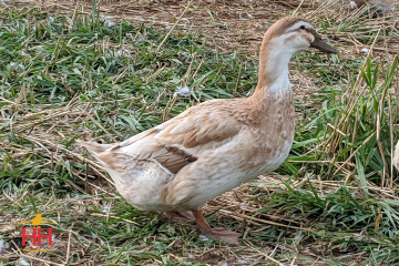 Duck, Golden Cascade