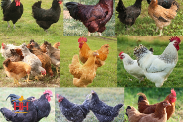 Chicken Hatchery Choice Dual Purpose