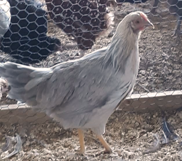 Chicken, Leghorn 'Isabella'