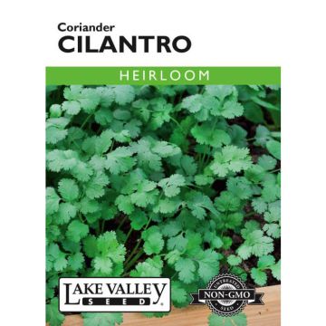 Coriandrum, Cilantro 'Coriander' Heirloom