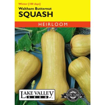 Cucurbita, Butternut 'Waltham' Heirloom