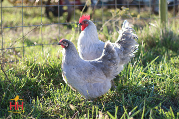 Chicken, English Orpington 'Lavender'