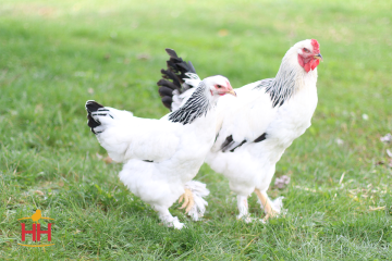 Chicken, Brahma 'Light'
