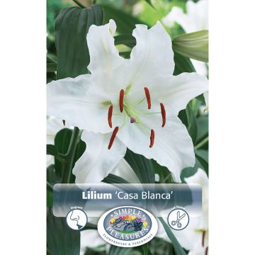Lilium, Fragrant Lily 'Casa Blanca'