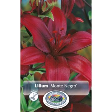 Lilium, Asiatic Lily 'Monte Negro'