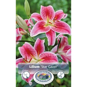 Lilium, Fragrant Lily 'Stargazer'