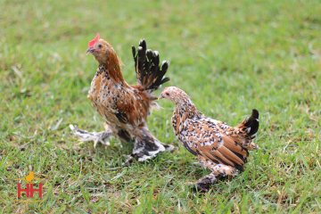 Bantam, d'Uccle 'Mille Fleur' (min order 20)