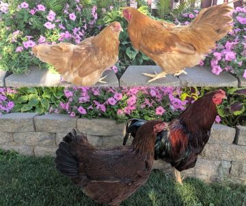 Chicken, Chantecler Assorted