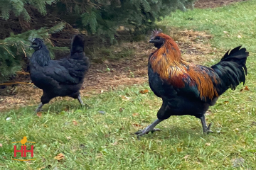 Chicken, Mystic Onyx®