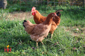 Chicken, New Hampshire