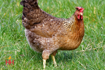 Chicken, Olive Egger