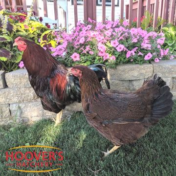Chicken, Chantecler 'Partridge'