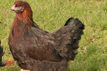 Chicken, Cochin 'Partridge'