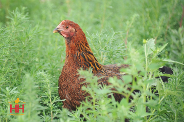 Chicken, Plymouth Rock 'Partridge'