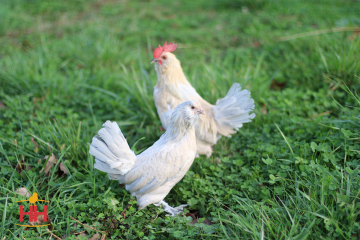 Bantam, d'Uccle 'Porcelain' (min order 20)