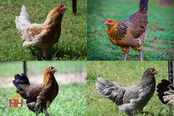 Chicken, Prairie Bluebell Egger™