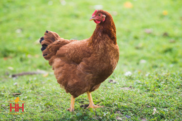 Chicken, Production 'Red'