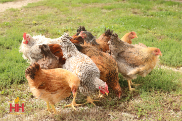Chicken, Rainbow