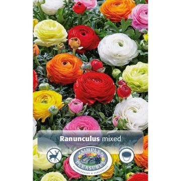 Ranunculus 'Persian Buttercup Mix'
