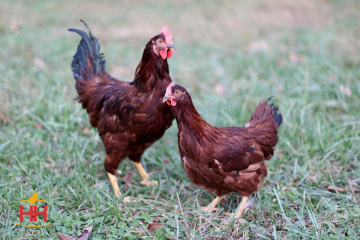 Chicken, Rhode Island Red