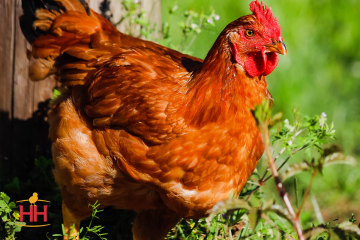 Chicken, Rudd Ranger™