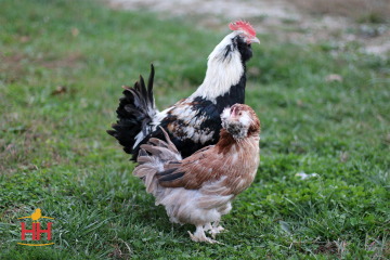 Chicken, Faverolle 'Salmon'