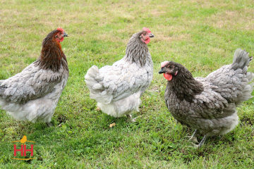 Chicken, Sapphire Gem™