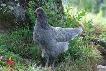 Chicken, Sapphire Olive Egger™
