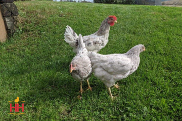 Chicken, Sapphire Splash™