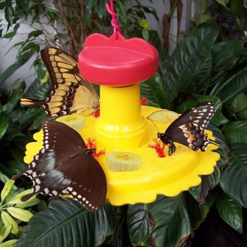 Songbird Essentials™ Butterfly Feeder