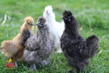Bantam Assorted Silkie (min order 20)