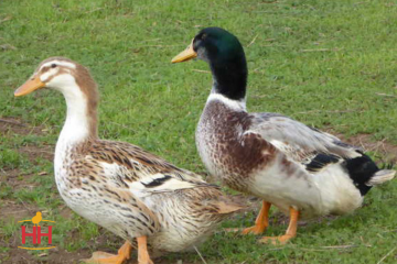 Duck, Appleyard 'Silver'