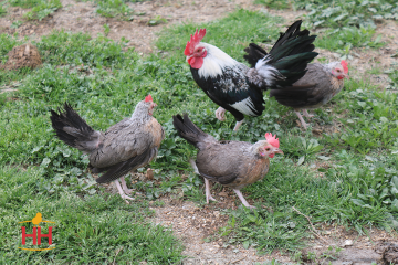 Bantam, Old English 'Silver Duckwing' (min order 20)